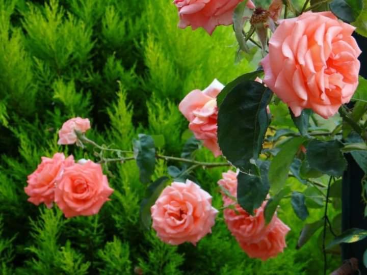 Gite Abeille-Soleil Saint-Nicolas-de-la-Grave Екстериор снимка